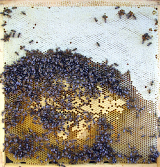 Контрольный образец. Монклавит-1, применение в пчеловодстве.