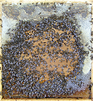 Монклавит-1, применение в пчеловодстве