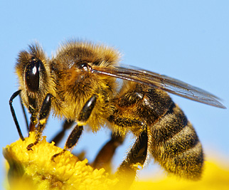 Монклавит-1, применение в пчеловодстве
