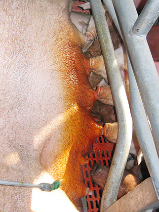 Монклавит, применение в свиноводстве